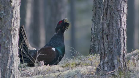 Male-western-capercaillie-roost-on-lek-site-in-lekking-season-close-up-in-pine-forest-morning-light