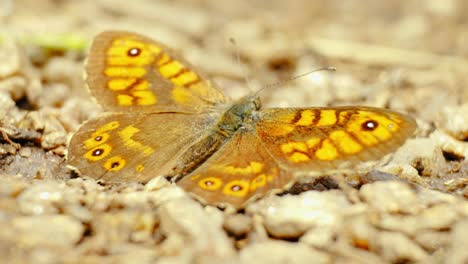 A-butterfly-elegantly-perches-on-a-flower,-soaking-in-the-sun's-gentle-rays-in-a-tranquil-natural-setting