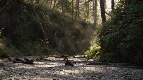 Cañón-De-Helechos-Con-Rayos-De-Luz-Que-Atraviesan-Los-árboles-En-El-Parque-Nacional-Redwood