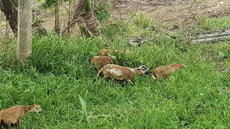 Goats-grazing-in-the-wild---eating-grass---nature