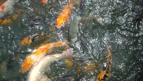 Top-Down-View-Of-Lots-Of-Koi-Fish-Swimming-In-Pond