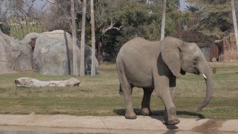 Elefante-Bailando-Y-Sacudiéndose-El-Polvo-En-Cámara-Lenta