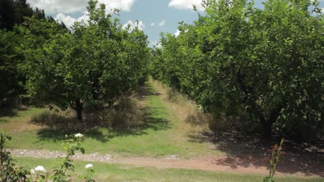 Wide-shot-of-a-lemon-trees-in-a-bright-clear-cloudy-sky-of-summer