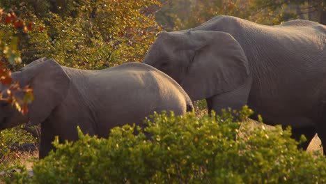Detail-of-elephant-feeding-in-wild