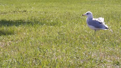 Seagull-playing-with-piece-of-tree-bark-in-the-grass