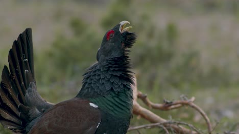 Male-western-capercaillie-roost-on-lek-site-in-lekking-season-close-up-in-pine-forest-morning-light