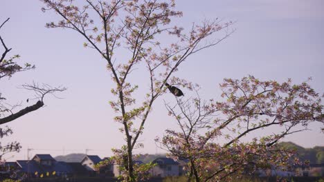 Mañana-De-Primavera-En-Japón,-El-Cuervo-Vuela-Desde-El-Cerezo-Sakura-En-Flor