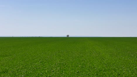 Side-Aerial-View-Over-A-Vast-Green-Wheat-Field-With-a-Tree-in-the-Middle