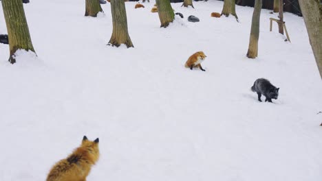 Füchse-Im-Schnee,-Zwei-Rotfüchse-Und-Ein-Seltener-Schwarzfuchs-In-Miyagi,-Japan