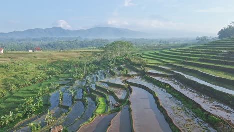Ikonische-Reisterrassen-In-Indonesien-Landschaft,-Luftaufnahme