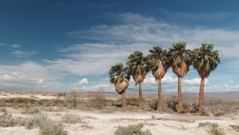 Slim-Creek-Oasis-Trees-Along-Nevada's-167-Lake-Mead-Highway-in-Nevada,-United-States