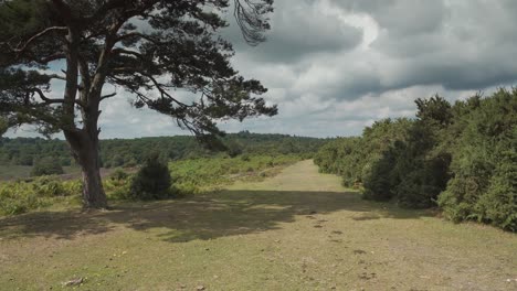 Neuer-Waldweg-Vorbei-An-Heideland-In-Den-Kiefernwald,-Slider-Shot