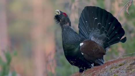 Male-western-capercaillie-roost-on-lek-site-in-lekking-season-close-up-in-pine-forest-morning-light