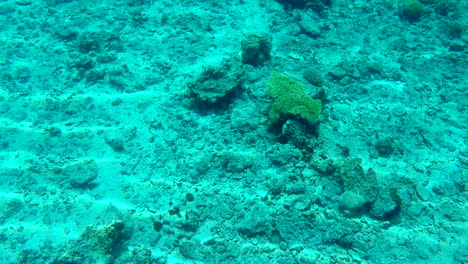 única-Colonia-De-Coral-Bajo-El-Agua,-Fondo-Azul-Del-Fondo-Marino-Slomo-De-Mano