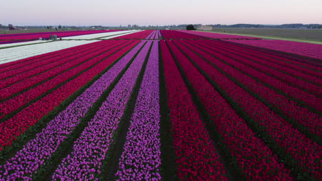 Aerial-ascending-shot-in-front-a-long-line-of-Tulip-flowers,-spring-evening