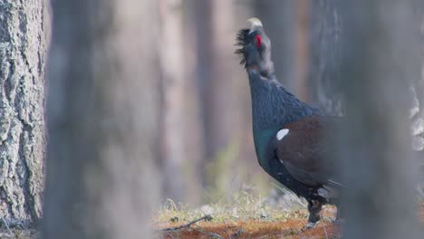 Male-western-capercaillie-roost-on-lek-site-in-lekking-season-close-up-in-pine-forest-morning-light