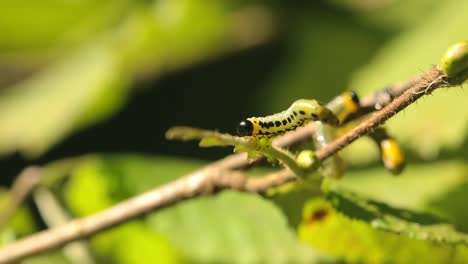 Yellow-green-caterpillar-creeps-on-a-branch-in-sunlight