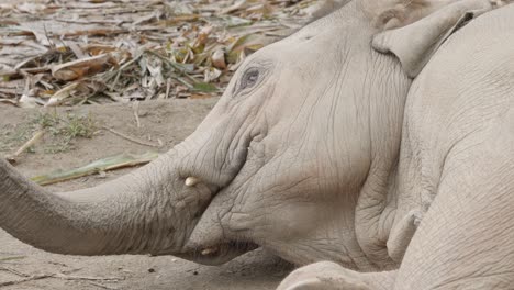 Close-up-De-Bebé-Elefante-Asiático-Siendo-Alimentado---Comiendo-En-El-Suelo