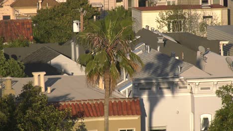 Palm-Tree-rising-over-apartment-building---San-Francisco