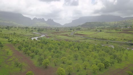 Tree-cultivation-in-rural-India,-Mountains-in-background,-Aerial-Back