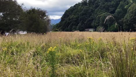 Ein-Grasfeld-Mit-Einem-Schlafsaal-In-Der-Ferne-An-Einem-Stürmischen-Tag,-Waikaremoana-Track,-Neuseeland