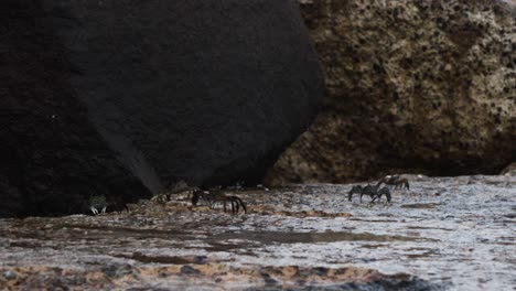 Group-of-small-crabs-slowly-moving-away-from-camera-on-wet-ground