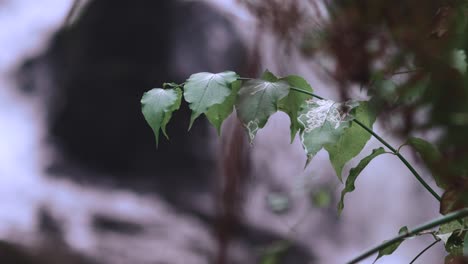 Leaves-and-Vines-in-Foreground-in-Front-of-Waterfall