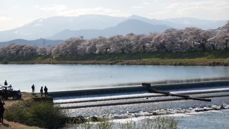 Landschaftlicher-Natürlicher-Blick-Auf-Den-Aussichtspunkt-Am-Shiroishi-Flussufer-Mit-Vielen-Kirschblütenbäumen-Mit-Hintergrund-Der-Japanischen-Alpen-An-Einem-Sonnigen-Tag-Der-Frühlingssaison-In-Japan