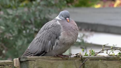 Wood-Pigeon,-Columba-palumbus,-perched-on-garden-fence