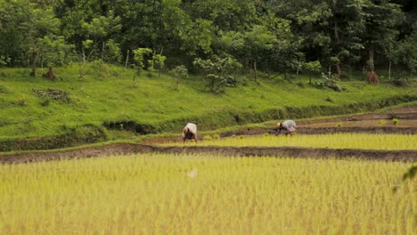 Toma-Estática-De-Agricultores-Irreconocibles-Trabajando-En-Arrozales.