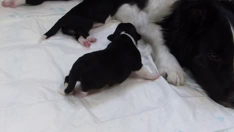 Few-days-old-puppy-crawling-to-her-mother-teats