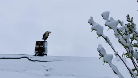 Alone-white-stork-stand-on-warm-house-chimney-during-sudden-April-blizzard