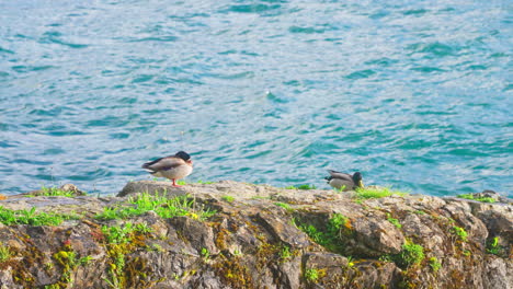 Ducks-on-the-lake-shore-in-slow-motion