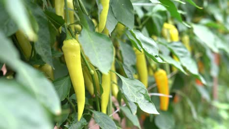 Hot-paprika-In-the-Garden.-Selective-focus