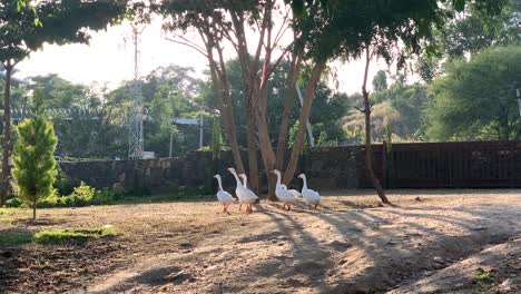 A-lot-of-herons-are-roaming-in-the-big-garden-and-walking-and-searching-for-their-prey