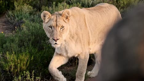 Löwin-Nähert-Sich-Einem-Safarifahrzeug-Mit-Touristen-Im-Inneren-Und-Beobachtet-Aufmerksam