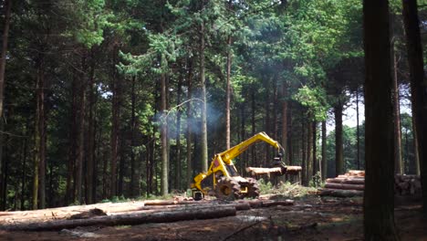 Logger-moving-cut-down-trees-in-pine-forest,-Kaapsehoop,-South-Africa