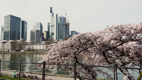 El-Terraplén-De-Frankfurt-Am-Main-Durante-La-Primavera-Con-Flores-De-Cerezo,-Cámara-De-Mano-Inclinada