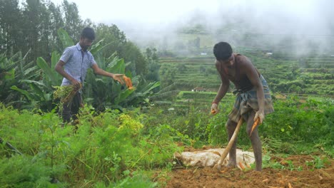 Agricultores-Cosechando-Zanahorias-En-Una-Granja-De-Una-Aldea-Rural.