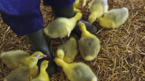 Gänseküken-Picken-Im-Frühjahr-Auf-Bauernstiefeln-In-Einer-Indoor-Farm