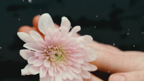 Pink-flower-spinning-and-splashing-water-in-extreme-slow-motion,-water-lily-hands-and-black-backdrop-in-4k-800fps