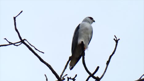 Schwarzschultermilan-Vogel-