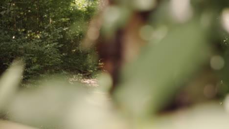 Runner-jogs-through-trails-in-the-forest-on-a-sunny-day