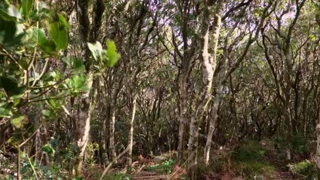 Fuerte-Viento-En-Un-Bosque-En-Un-Día-Tormentoso