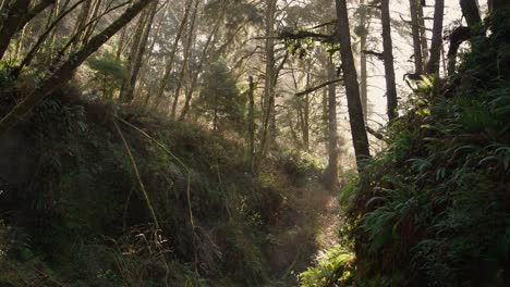 Dramatische-Schwenkaufnahme-Eines-Farn-Canyons-Im-Redwood-Nationalpark