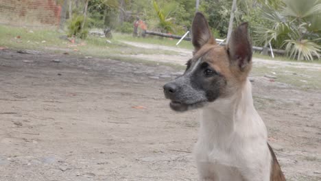 Perro-Esperando-Al-Aire-Libre-Y-Bostezando-Durante-El-Día