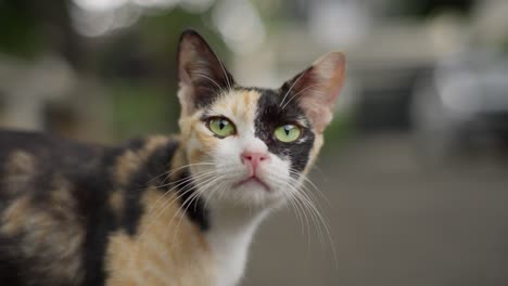 Porträt-Einer-Calico-Hauskatze