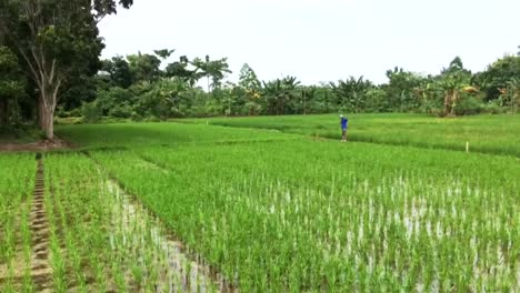 fresh-paddy-in-the-village-in-the-morning