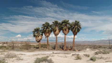 Árboles-De-Oasis-De-Slim-Creek-En-El-Desierto-A-Lo-Largo-De-La-Autopista-167-Lake-Mead-En-Nevada,-Estados-Unidos