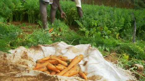 Farmer-harvesting-carrots-on-farmland